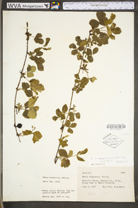 Rubus fecundus image