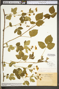 Rubus fecundus image