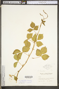 Rubus fecundus image