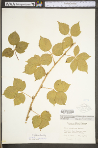 Rubus felix image