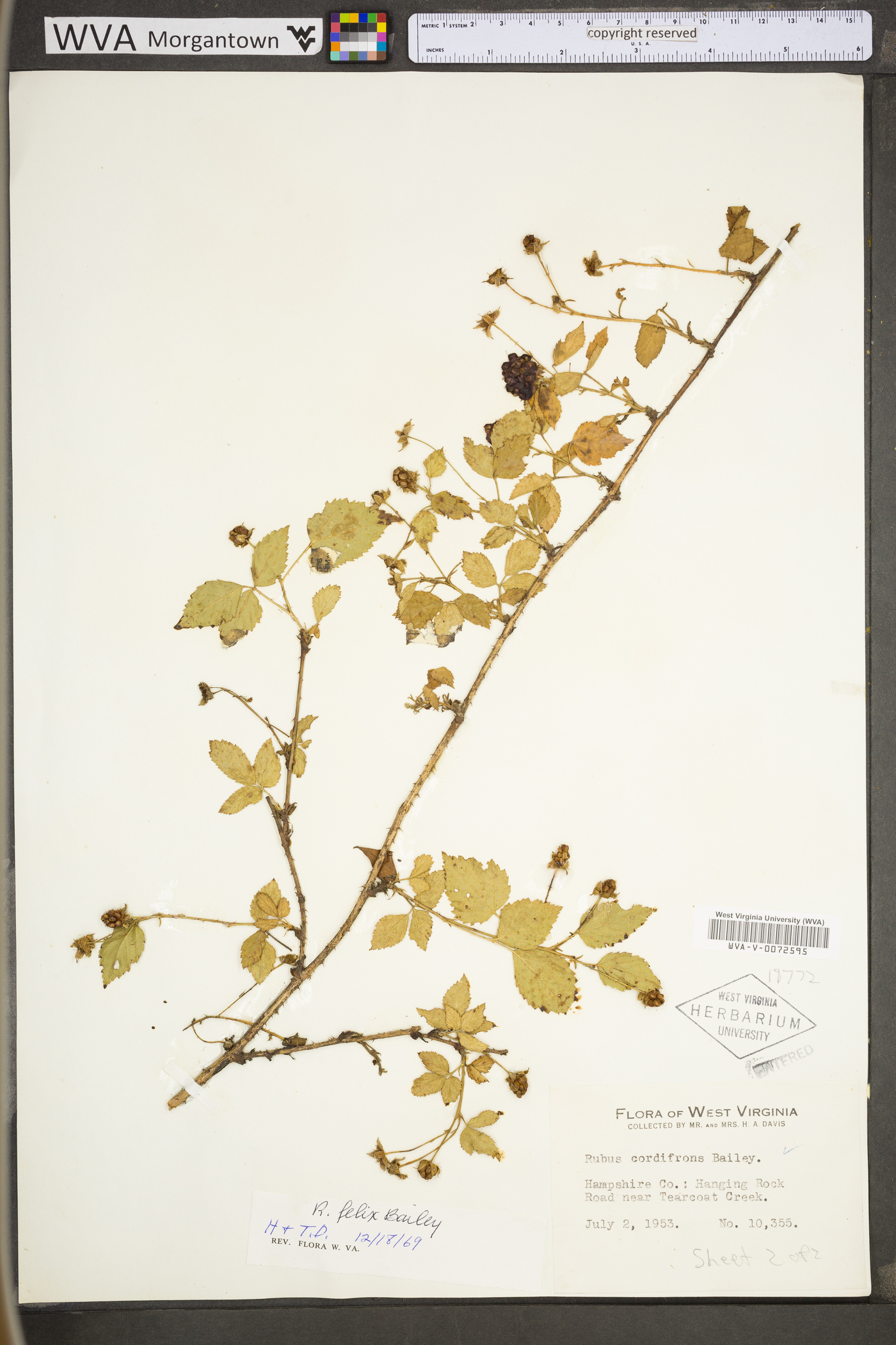 Rubus felix image