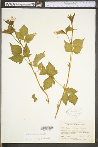 Rubus flagellaris image