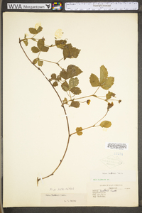 Rubus flagellaris image