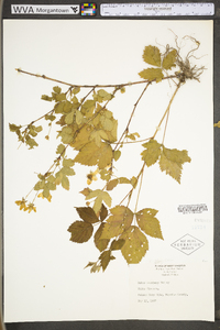 Rubus flagellaris image