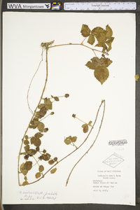 Rubus flagellaris image