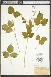 Rubus flagellaris image