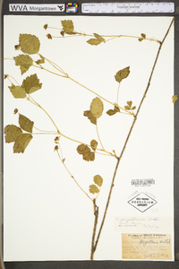 Rubus flagellaris image