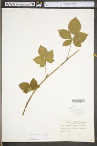 Rubus flagellaris image