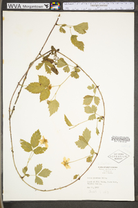 Rubus flagellaris image