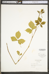 Rubus flagellaris image