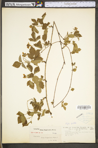 Rubus flagellaris image