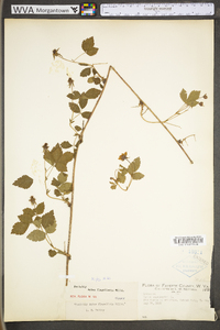 Rubus flagellaris image