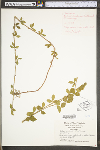 Rubus flagellaris image