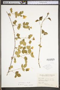 Rubus flagellaris image