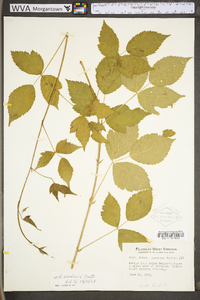 Rubus flagellaris image