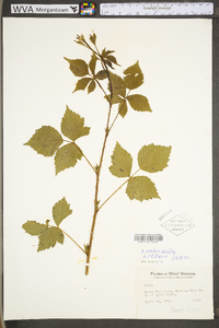 Rubus flagellaris image