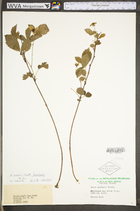 Rubus flagellaris image