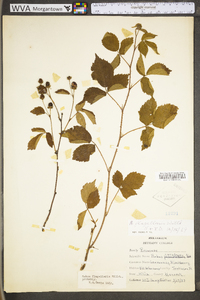 Rubus flagellaris image