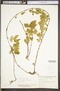 Rubus flagellaris image