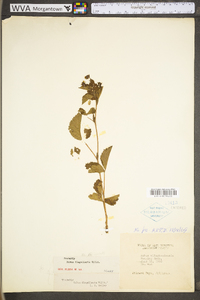 Rubus flagellaris image