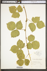 Rubus flagellaris image