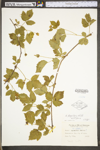 Rubus flagellaris image