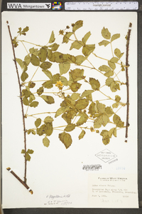 Rubus flagellaris image