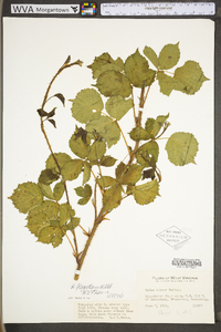 Rubus flagellaris image