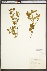 Rubus flagellaris image