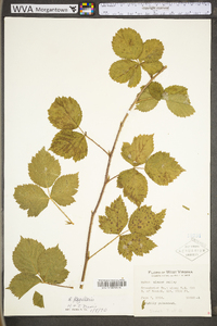 Rubus flagellaris image