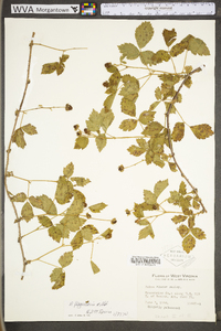 Rubus flagellaris image