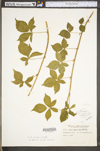 Rubus flagellaris image