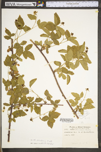 Rubus flagellaris image