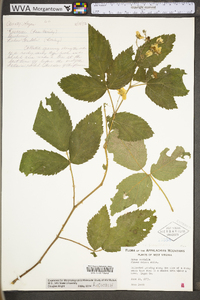 Rubus flagellaris image