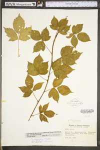 Rubus flagellaris image