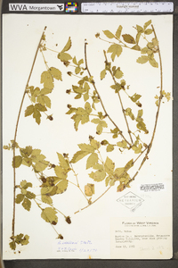 Rubus flagellaris image