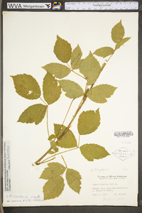 Rubus flagellaris image