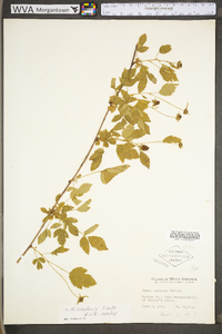 Rubus flagellaris image