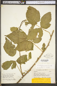 Rubus flagellaris image