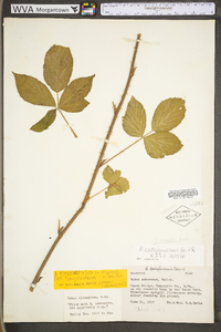 Rubus flagellaris image