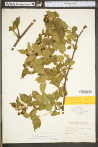 Rubus flagellaris image