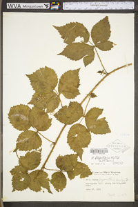 Rubus flagellaris image