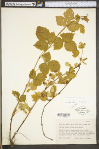 Rubus flagellaris image