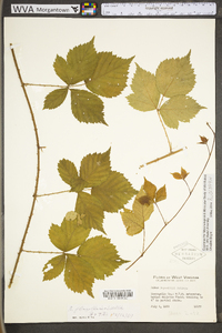 Rubus flagellaris image