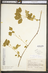 Rubus flagellaris image