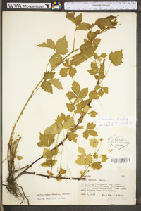 Rubus flagellaris image