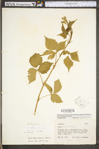 Rubus flagellaris image