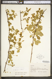 Rubus flagellaris image