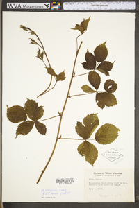 Rubus flagellaris image