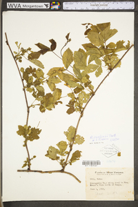 Rubus flagellaris image